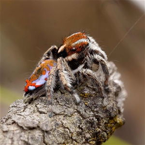 Maratus calcitrans at Forde, ACT - 13 Sep 2024