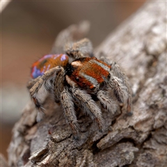 Maratus calcitrans at Forde, ACT - 13 Sep 2024