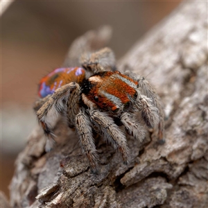 Maratus calcitrans at Forde, ACT - 13 Sep 2024