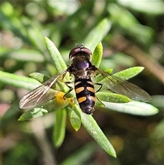 Melangyna viridiceps (Hover fly) at Fyshwick, ACT - 13 Sep 2024 by MatthewFrawley