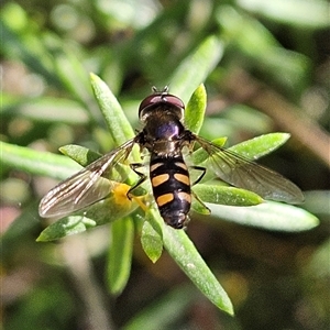 Melangyna viridiceps at Fyshwick, ACT - 13 Sep 2024