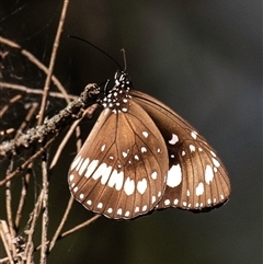 Euploea corinna (Common Crow Butterfly, Oleander Butterfly) at Bundaberg North, QLD - 25 Jun 2024 by Petesteamer