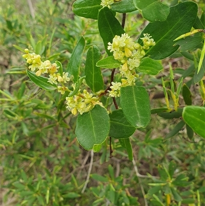 Muehlenbeckia gunnii (Native Sarsparilla, Coastal Climbing Lignum) at Tilley Swamp, SA - 13 Sep 2024 by HughCo