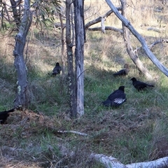 Corcorax melanorhamphos (White-winged Chough) at Watson, ACT - 13 Sep 2024 by Clarel