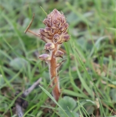 Orobanche minor (Broomrape) at Watson, ACT - 13 Sep 2024 by Clarel