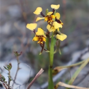 Diuris pardina at Kenny, ACT - 13 Sep 2024