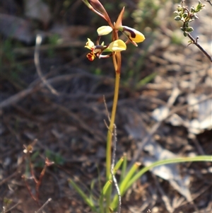 Diuris pardina at Kenny, ACT - 13 Sep 2024