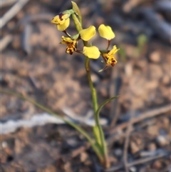 Diuris pardina at Kenny, ACT - 13 Sep 2024