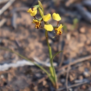 Diuris pardina at Kenny, ACT - 13 Sep 2024