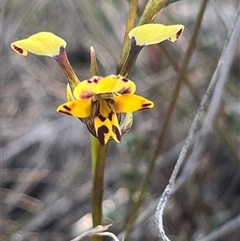 Diuris pardina at Kenny, ACT - suppressed