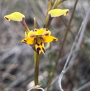 Diuris pardina at Kenny, ACT - suppressed