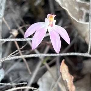 Caladenia fuscata at Kenny, ACT - suppressed