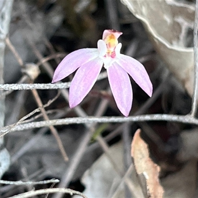 Caladenia fuscata (Dusky Fingers) at Kenny, ACT - 13 Sep 2024 by Clarel