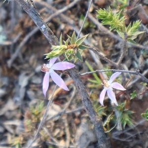 Caladenia fuscata at Kenny, ACT - suppressed