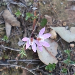 Caladenia fuscata at Kenny, ACT - 13 Sep 2024