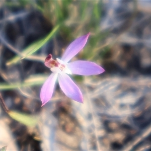 Caladenia fuscata at Kenny, ACT - suppressed