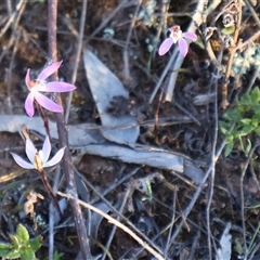 Caladenia fuscata at Kenny, ACT - suppressed