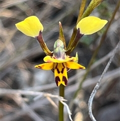 Diuris pardina (Leopard Doubletail) at Kenny, ACT - 13 Sep 2024 by Clarel