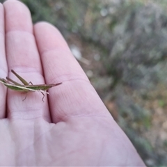 Keyacris scurra (Key's Matchstick Grasshopper) at Bungendore, NSW - 13 Sep 2024 by clarehoneydove