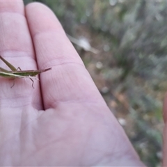Keyacris scurra at Bungendore, NSW - suppressed