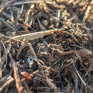 Papyrius sp. (genus) at Kambah, ACT - suppressed