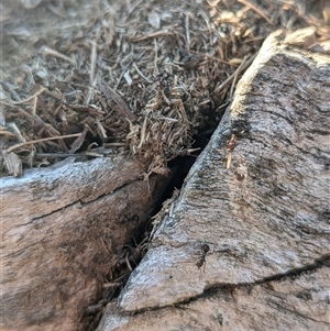 Papyrius sp. (genus) at Kambah, ACT - suppressed