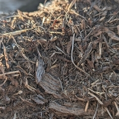 Papyrius sp. (genus) at Kambah, ACT - suppressed