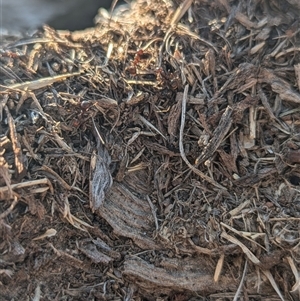 Papyrius sp. (genus) at Kambah, ACT - suppressed