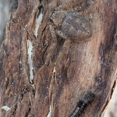 Isopeda canberrana (Canberra Huntsman Spider) at Kambah, ACT - 13 Sep 2024 by HelenCross