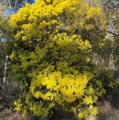 Acacia fimbriata (Fringed Wattle) at Bruce, ACT - 13 Sep 2024 by SteveBorkowskis