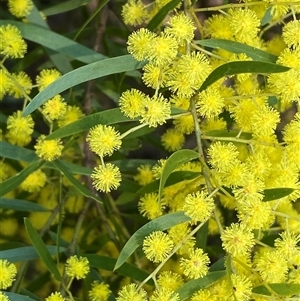 Acacia fimbriata at Bruce, ACT - 13 Sep 2024 10:22 PM