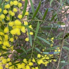 Acacia fimbriata at Bruce, ACT - 13 Sep 2024 10:22 PM