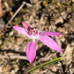 Caladenia fuscata (Dusky Fingers) at Bruce, ACT - 13 Sep 2024 by SteveBorkowskis