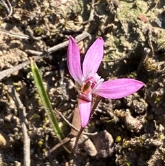 Caladenia fuscata at Bruce, ACT - 13 Sep 2024