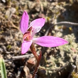 Caladenia fuscata at Bruce, ACT - 13 Sep 2024