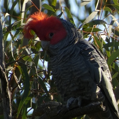 Callocephalon fimbriatum (Gang-gang Cockatoo) at Bruce, ACT - 13 Sep 2024 by SteveBorkowskis