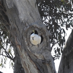 Cacatua galerita (Sulphur-crested Cockatoo) at Kambah, ACT - 13 Sep 2024 by HelenCross