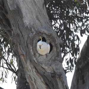 Cacatua galerita at Kambah, ACT - suppressed