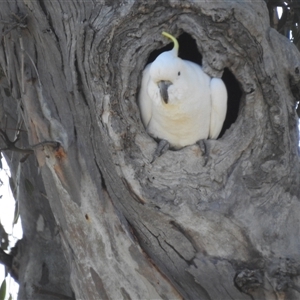 Cacatua galerita at Kambah, ACT - suppressed