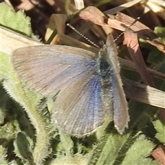 Zizina otis (Common Grass-Blue) at Kambah, ACT - 13 Sep 2024 by HelenCross