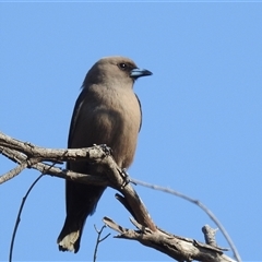 Artamus cyanopterus (Dusky Woodswallow) at Kambah, ACT - 13 Sep 2024 by HelenCross