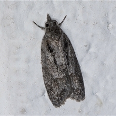 Palaeotoma styphelana (A Tortricid moth) at Melba, ACT - 12 Sep 2024 by kasiaaus