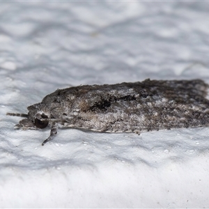 Palaeotoma styphelana at Melba, ACT - 12 Sep 2024 10:52 PM