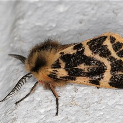 Ardices curvata (Crimson Tiger Moth) at Melba, ACT - 12 Sep 2024 by kasiaaus