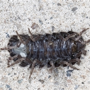 Armadillidium vulgare at Melba, ACT - 12 Sep 2024 10:56 PM