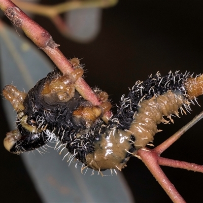 Perginae sp. (subfamily) (Unidentified pergine sawfly) at Bruce, ACT - 13 Sep 2024 by kasiaaus