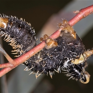 Perginae sp. (subfamily) at Bruce, ACT - 13 Sep 2024