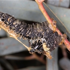 Perginae sp. (subfamily) at Bruce, ACT - 13 Sep 2024 10:28 AM