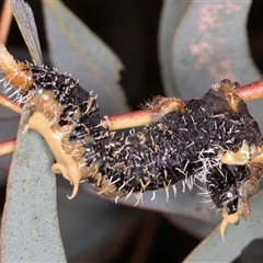 Perginae sp. (subfamily) at Bruce, ACT - 13 Sep 2024 10:28 AM