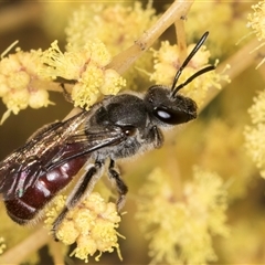 Lasioglossum (Parasphecodes) sp. (genus & subgenus) (Halictid bee) at Bruce, ACT - 13 Sep 2024 by kasiaaus